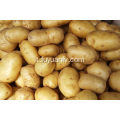 Commercio all&#39;ingrosso diretto di grandi patate fresche